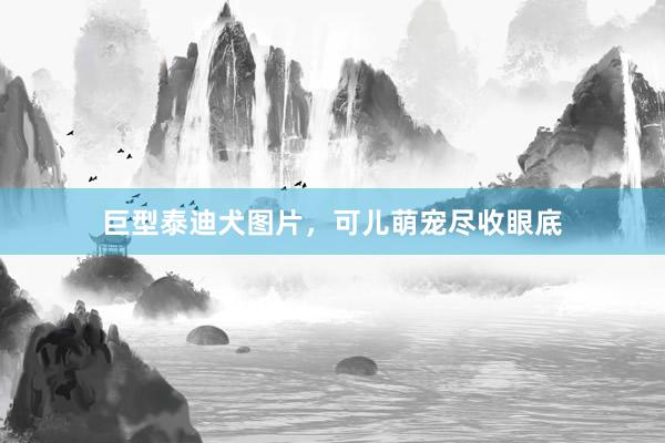 巨型泰迪犬图片，可儿萌宠尽收眼底